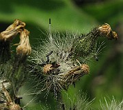 IMG_3396