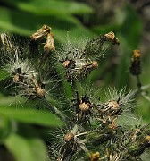 IMG_3397