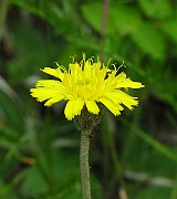IMG_2938