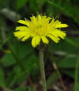 IMG_2939