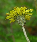 IMG_2941