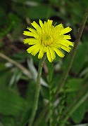 IMG_2943