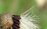 IMG_2946