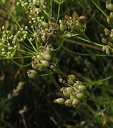 IMG_0833