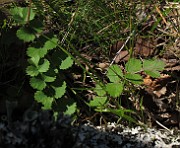 IMG_0836