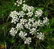IMG_2979
