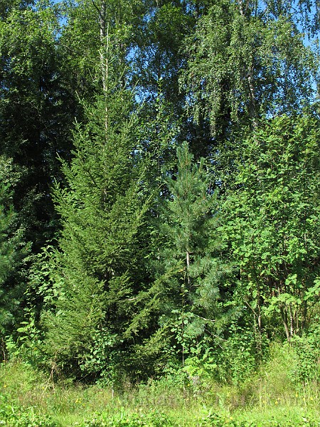 IMG_8771.JPG