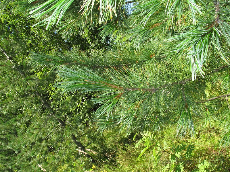 IMG_8773.JPG