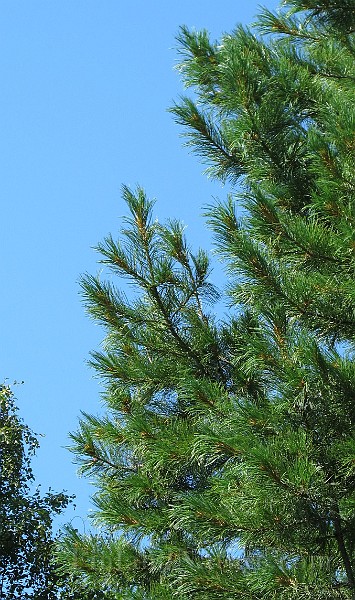 IMG_8780.JPG