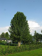 IMG_3867