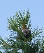 IMG_3874