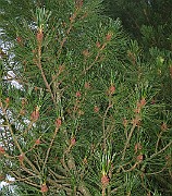IMG_3876