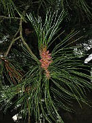IMG_3883