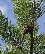 IMG_4904