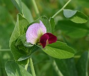 IMG_1054