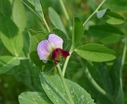 IMG_1055