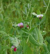 IMG_1056