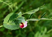 IMG_1057