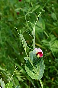 IMG_1058