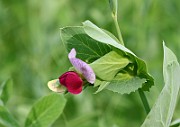 IMG_1060