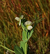 IMG_6439