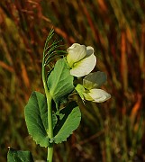 IMG_6440