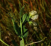 IMG_6441