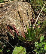 IMG_4387
