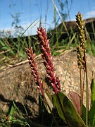 IMG_4390