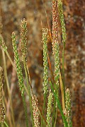 IMG_0554