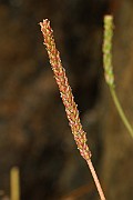 IMG_0555