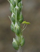 IMG_4675