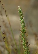 IMG_4676