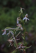 IMG_1081