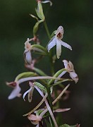 IMG_1085
