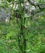 IMG_5967