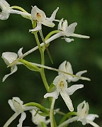 IMG_7525