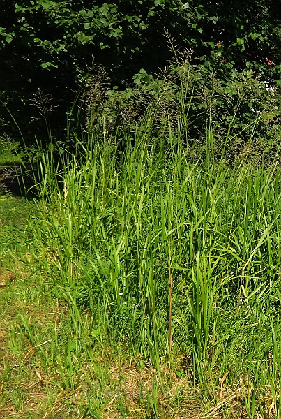 Poa_Palustris.jpg -                                