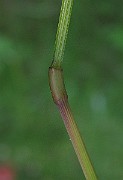 IMG_4874