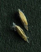 IMG_4908