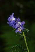 IMG_0001