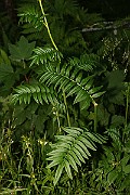 IMG_0003