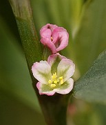 IMG_0430