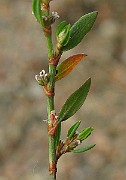 IMG_3928b