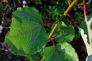 IMG_7159
