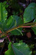 IMG_7160