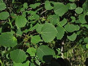 IMG_7052