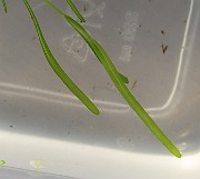 IMG_8908