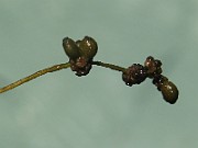 IMG_6301