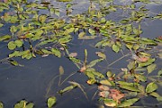 IMG_0973
